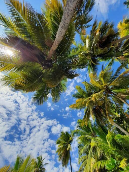 Ti Sucrier Jaune - Douceur Caraibe Vue Mer Le Carbet Luaran gambar